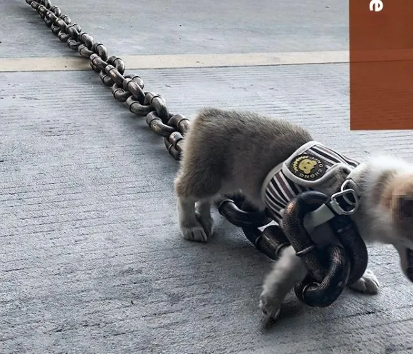 Cadena Bestia para tu cachorro
